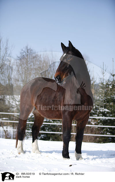 Schweres Warmblut / dark horse / RR-50519