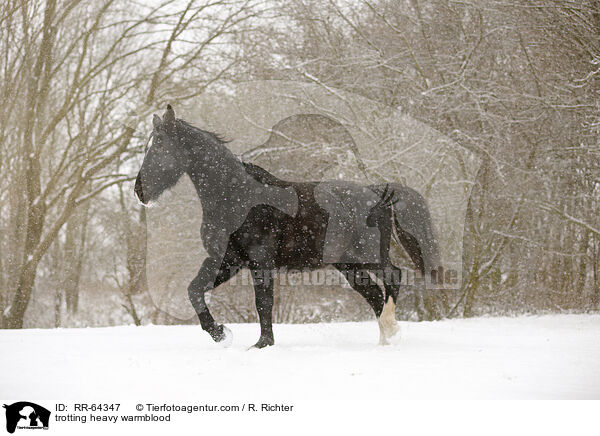 trabendes Schweres Warmblut / trotting heavy warmblood / RR-64347