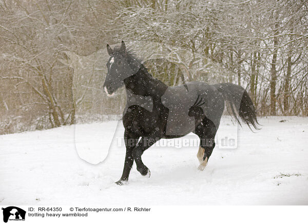 trabendes Schweres Warmblut / trotting heavy warmblood / RR-64350