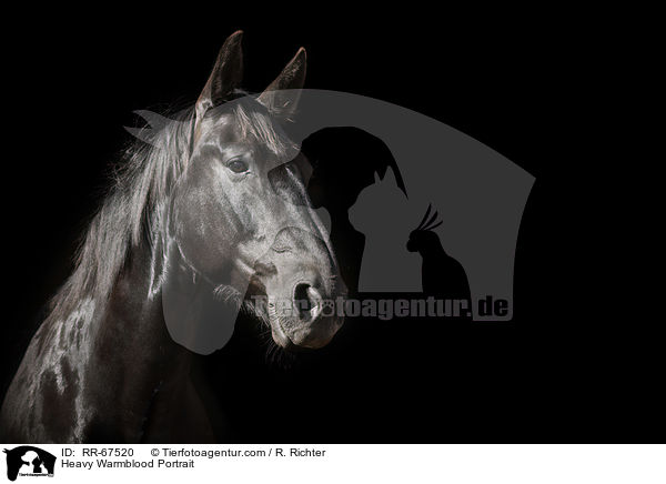 Schweres Warmblut Portrait / Heavy Warmblood Portrait / RR-67520