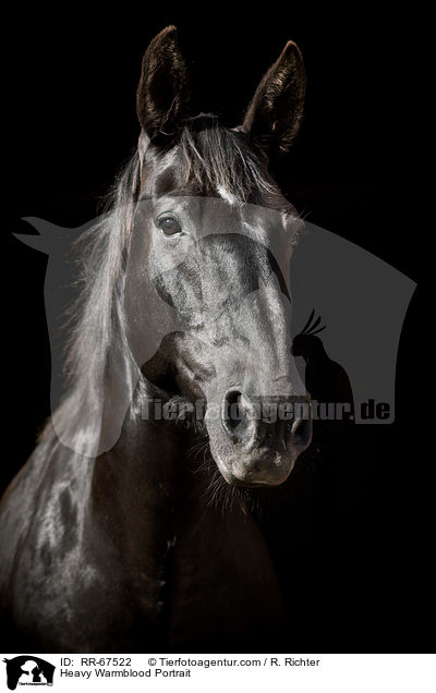 Schweres Warmblut Portrait / Heavy Warmblood Portrait / RR-67522