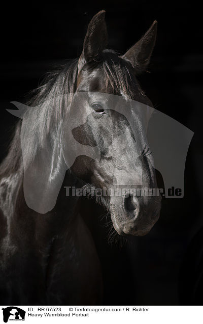 Schweres Warmblut Portrait / Heavy Warmblood Portrait / RR-67523