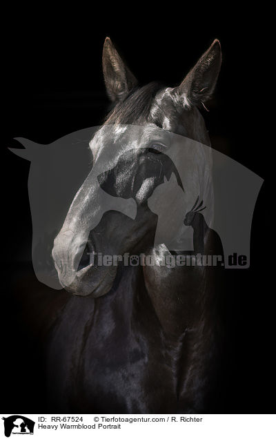 Heavy Warmblood Portrait / RR-67524