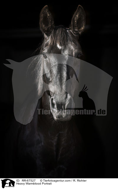 Schweres Warmblut Portrait / Heavy Warmblood Portrait / RR-67527