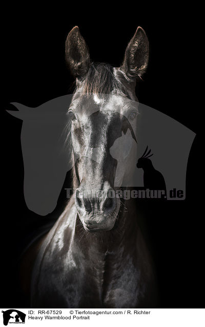 Schweres Warmblut Portrait / Heavy Warmblood Portrait / RR-67529