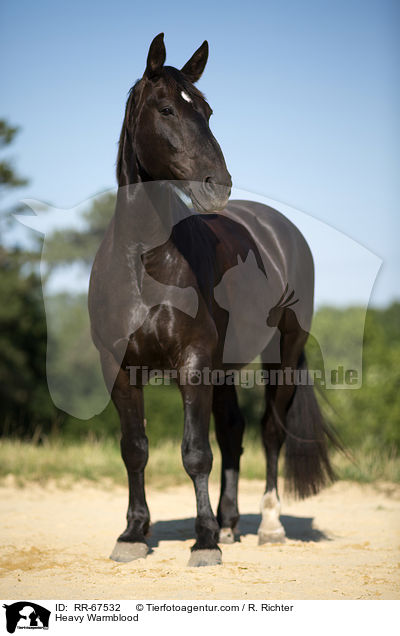 Schweres Warmblut / Heavy Warmblood / RR-67532
