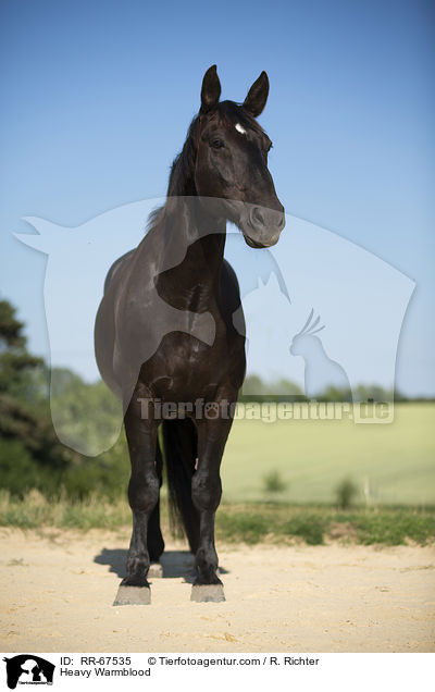 Schweres Warmblut / Heavy Warmblood / RR-67535