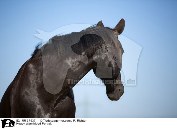 Schweres Warmblut Portrait / Heavy Warmblood Portrait / RR-67537