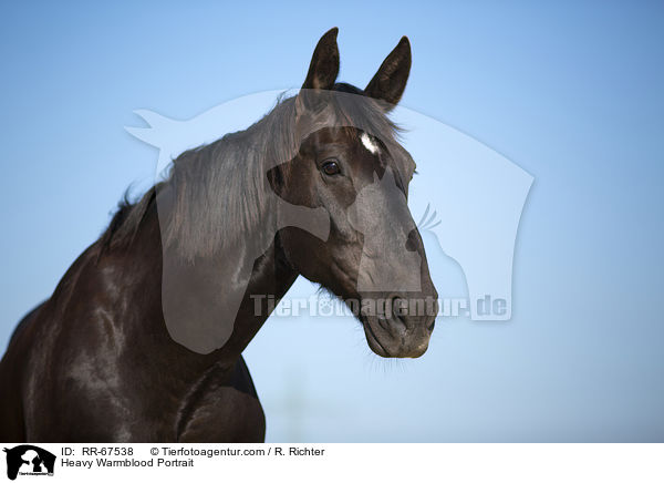 Schweres Warmblut Portrait / Heavy Warmblood Portrait / RR-67538