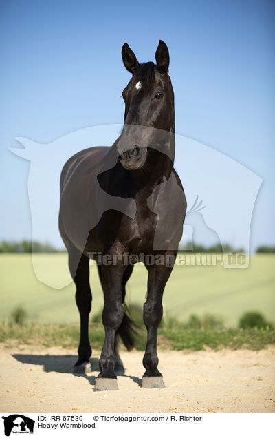 Schweres Warmblut / Heavy Warmblood / RR-67539