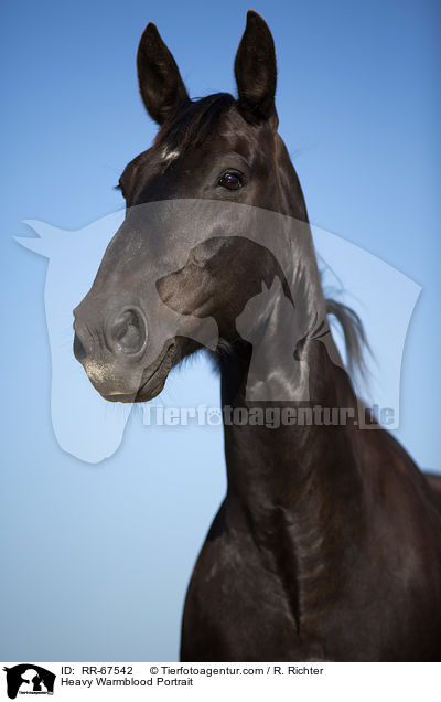 Schweres Warmblut Portrait / Heavy Warmblood Portrait / RR-67542