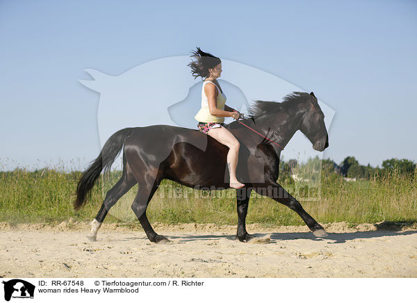Frau reitet Schweres Warmblut / woman rides Heavy Warmblood / RR-67548