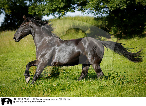 galoppierendes Schweres Warmblut / galloping Heavy Warmblood / RR-67556