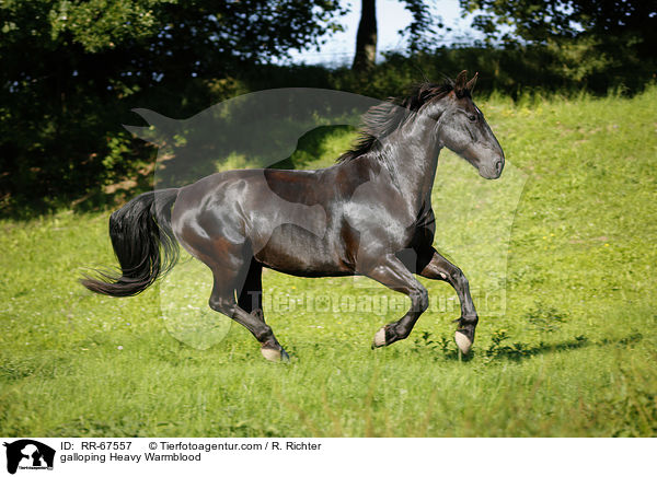 galoppierendes Schweres Warmblut / galloping Heavy Warmblood / RR-67557