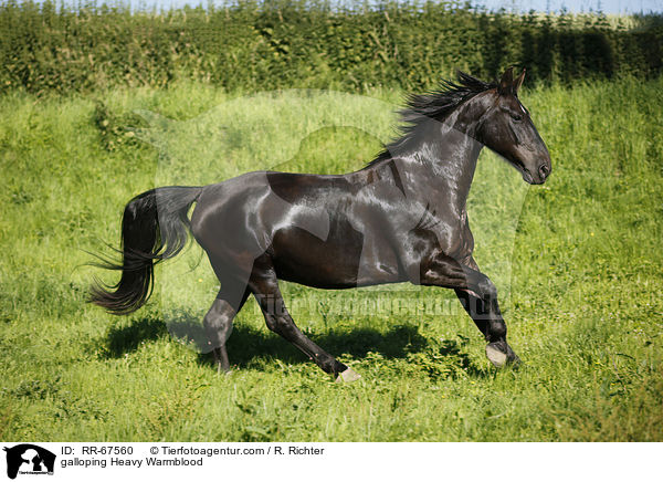 galoppierendes Schweres Warmblut / galloping Heavy Warmblood / RR-67560