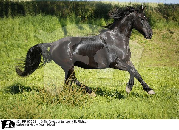 galoppierendes Schweres Warmblut / galloping Heavy Warmblood / RR-67561