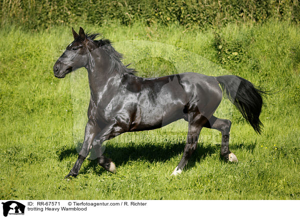 trabendes Schweres Warmblut / trotting Heavy Warmblood / RR-67571