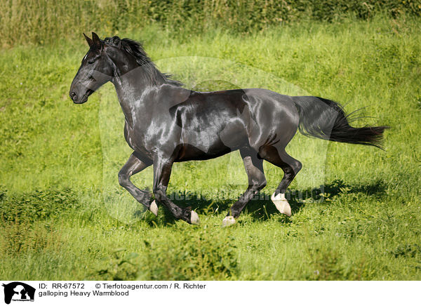galoppierendes Schweres Warmblut / galloping Heavy Warmblood / RR-67572