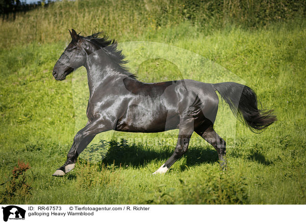 galoppierendes Schweres Warmblut / galloping Heavy Warmblood / RR-67573