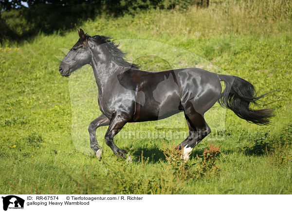 galoppierendes Schweres Warmblut / galloping Heavy Warmblood / RR-67574