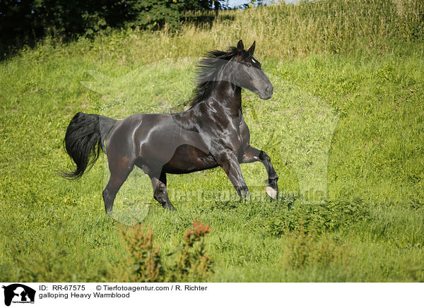 galoppierendes Schweres Warmblut / galloping Heavy Warmblood / RR-67575