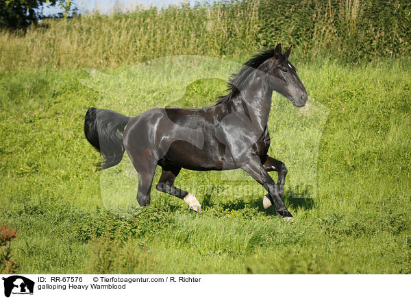 galoppierendes Schweres Warmblut / galloping Heavy Warmblood / RR-67576