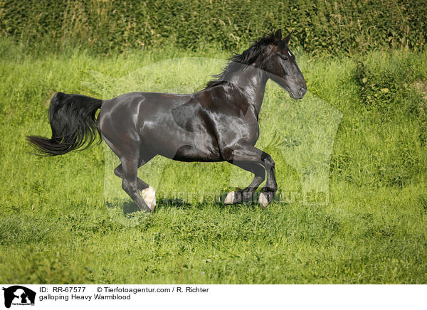 galoppierendes Schweres Warmblut / galloping Heavy Warmblood / RR-67577