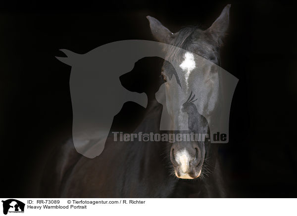 Schweres Warmblut Portrait / Heavy Warmblood Portrait / RR-73089