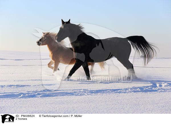 2 Pferde / 2 horses / PM-06624