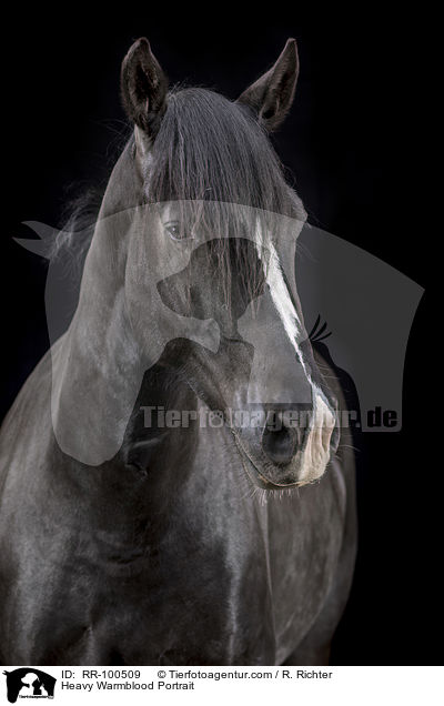 Schweres Warmblut Portrait / Heavy Warmblood Portrait / RR-100509