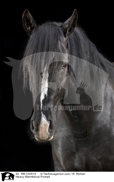 Schweres Warmblut Portrait / Heavy Warmblood Portrait / RR-100515