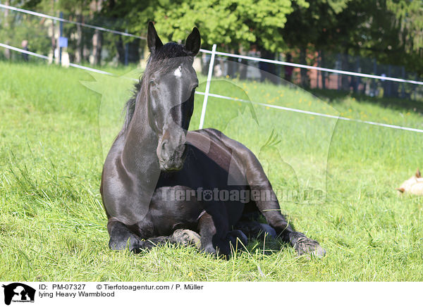 liegendes Schweres Warmblut / lying Heavy Warmblood / PM-07327