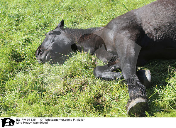 liegendes Schweres Warmblut / lying Heavy Warmblood / PM-07335