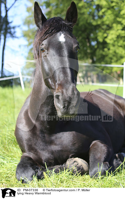 liegendes Schweres Warmblut / lying Heavy Warmblood / PM-07336