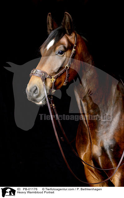 Schweres Warmblut Portrait / Heavy Warmblood Portrait / PB-01176