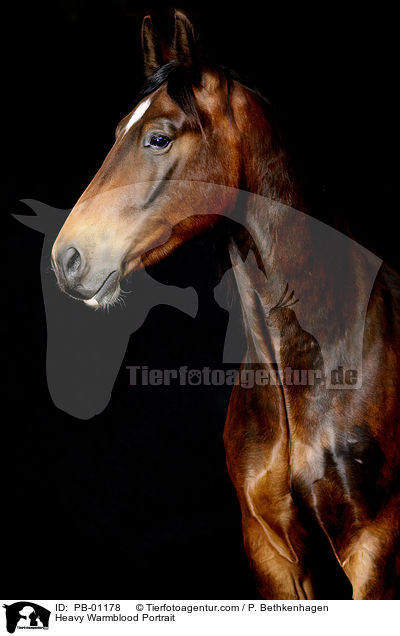 Schweres Warmblut Portrait / Heavy Warmblood Portrait / PB-01178