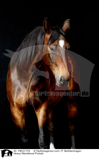 Schweres Warmblut Portrait / Heavy Warmblood Portrait / PB-01179