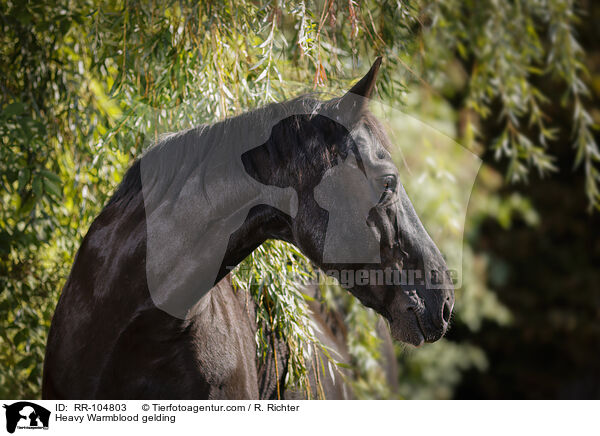 Schweres Warmblut Wallach / Heavy Warmblood gelding / RR-104803