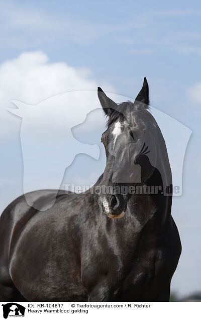 Heavy Warmblood gelding / RR-104817