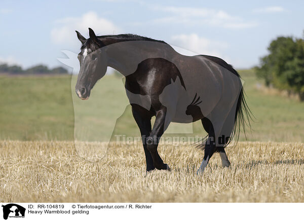 Heavy Warmblood gelding / RR-104819
