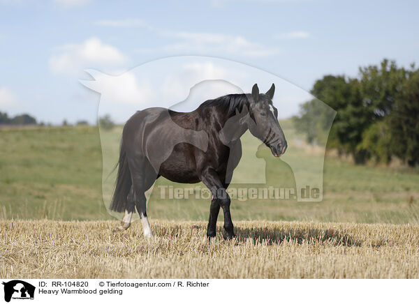 Heavy Warmblood gelding / RR-104820
