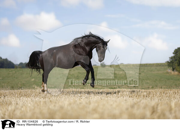 Schweres Warmblut Wallach / Heavy Warmblood gelding / RR-104826