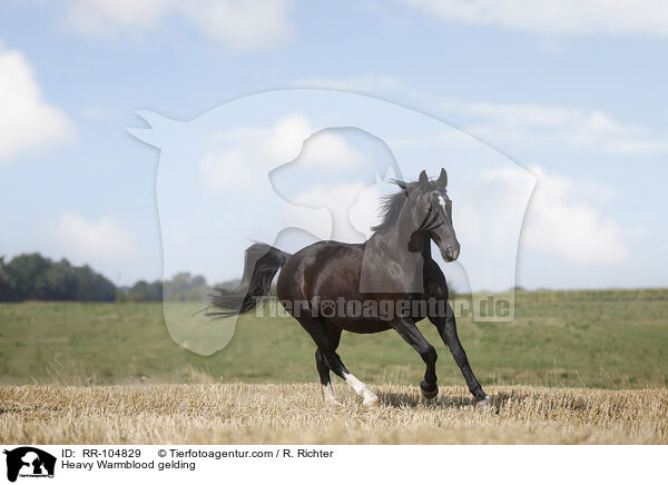 Heavy Warmblood gelding / RR-104829