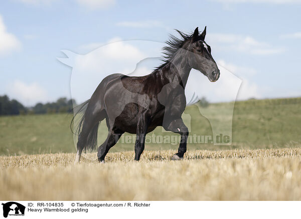 Heavy Warmblood gelding / RR-104835