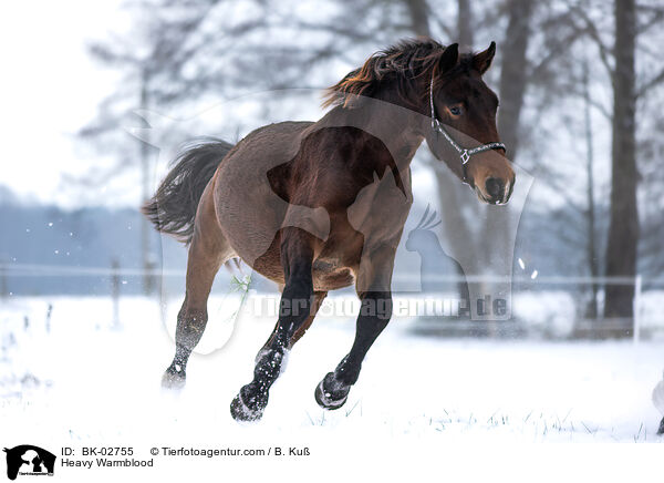 Heavy Warmblood / BK-02755