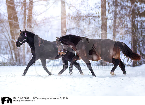 Heavy Warmbloods / BK-02757