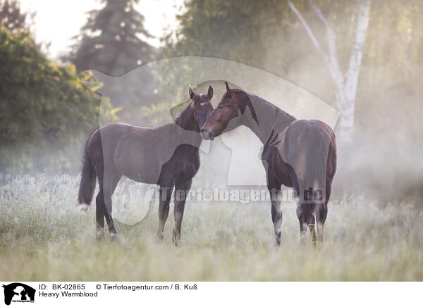 Schweres Warmblut / Heavy Warmblood / BK-02865