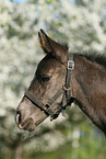 horse foal