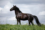 black horse