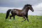 trotting horse
